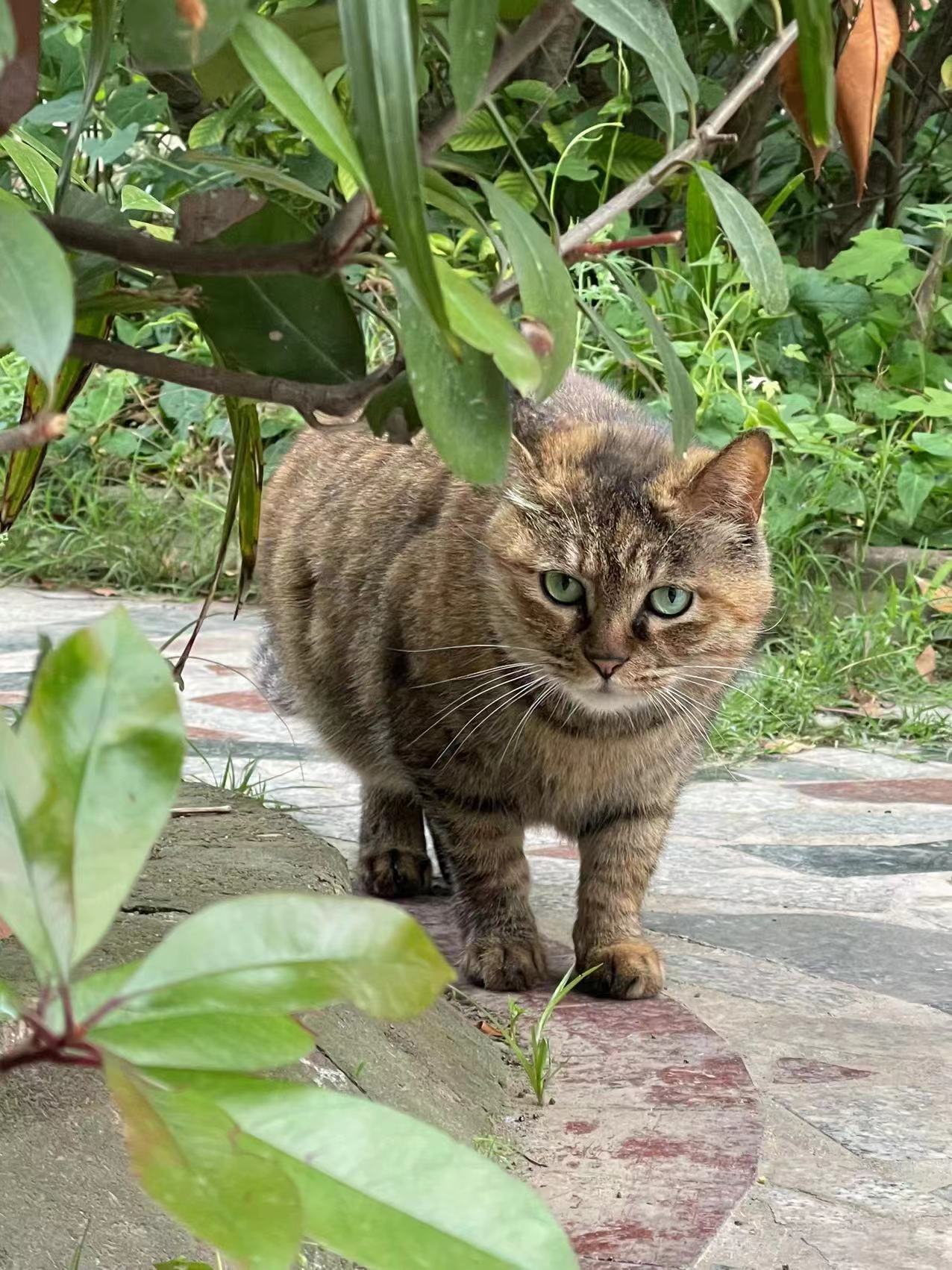 锁金村的猫